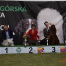pieski2 122